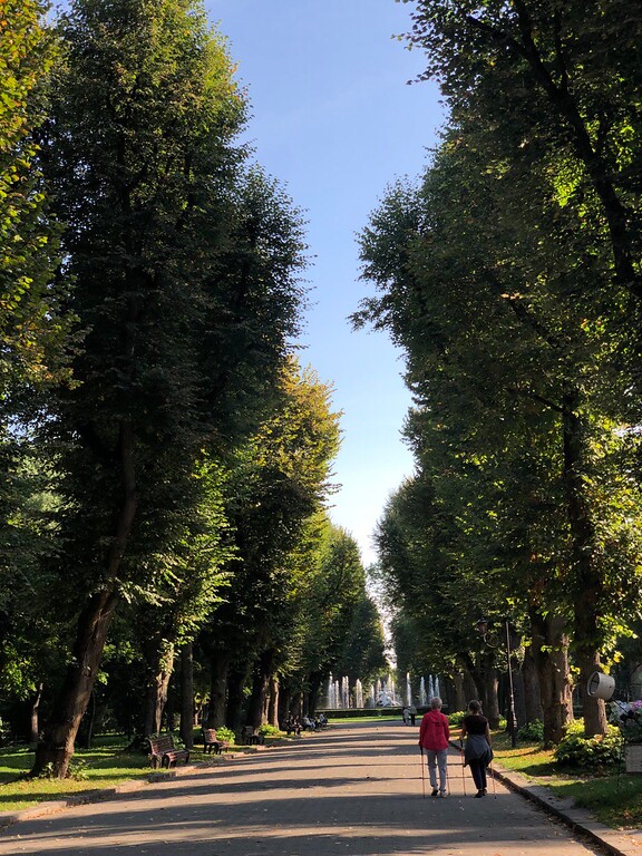 Lime/linden alley in Stryiskyi Park in Lviv