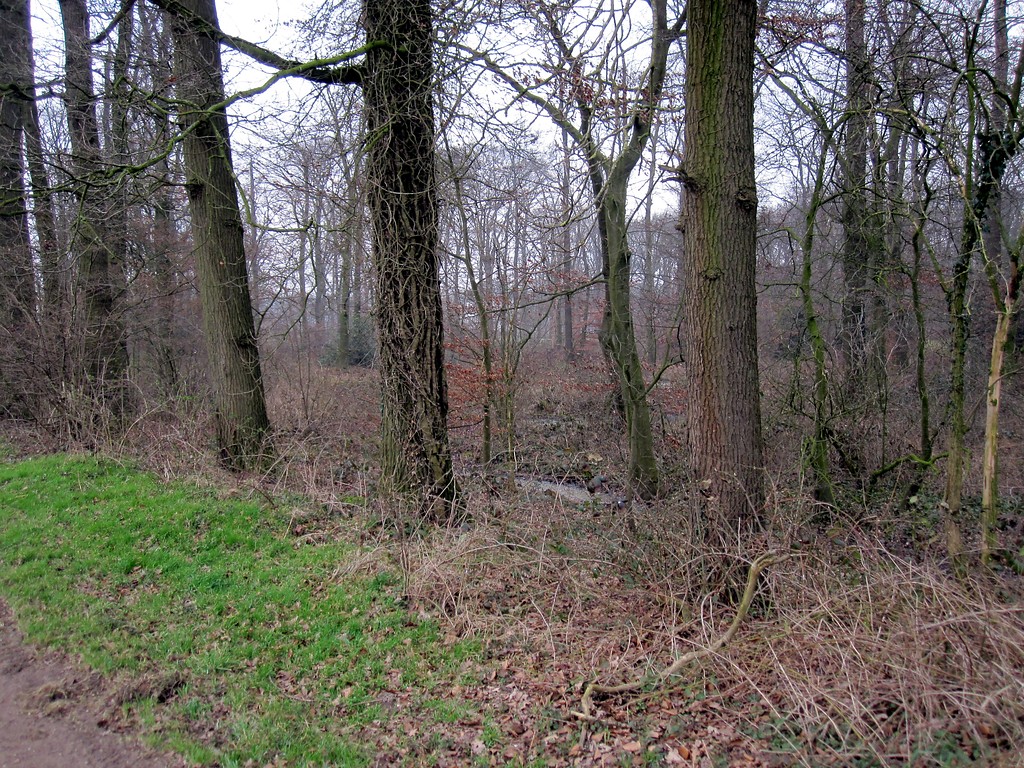 Wald bei Haus Kolk in Uedem (2011)