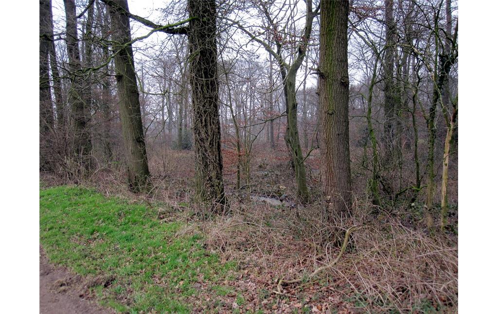 Wald bei Haus Kolk in Uedem (2011)