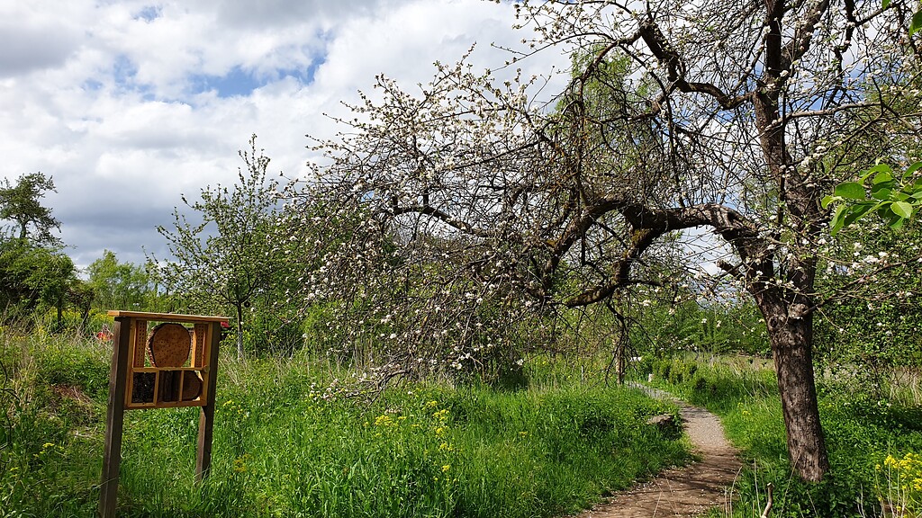 Blühender Apfelbaum auf der Arenzwies in Kettig (2020)