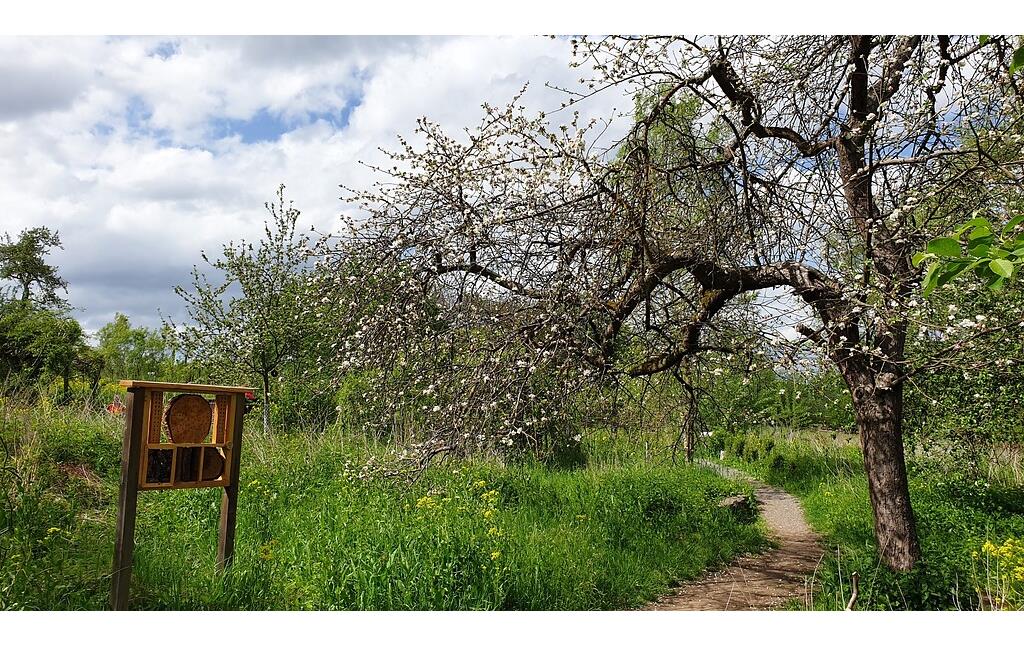 Blühender Apfelbaum auf der Arenzwies in Kettig (2020)