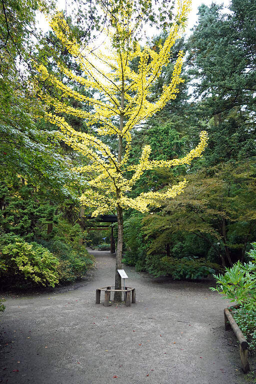 Herbstlicher Ginko-Baum im Forstbotanischen Garten in Köln-Rodenkirchen (2021)