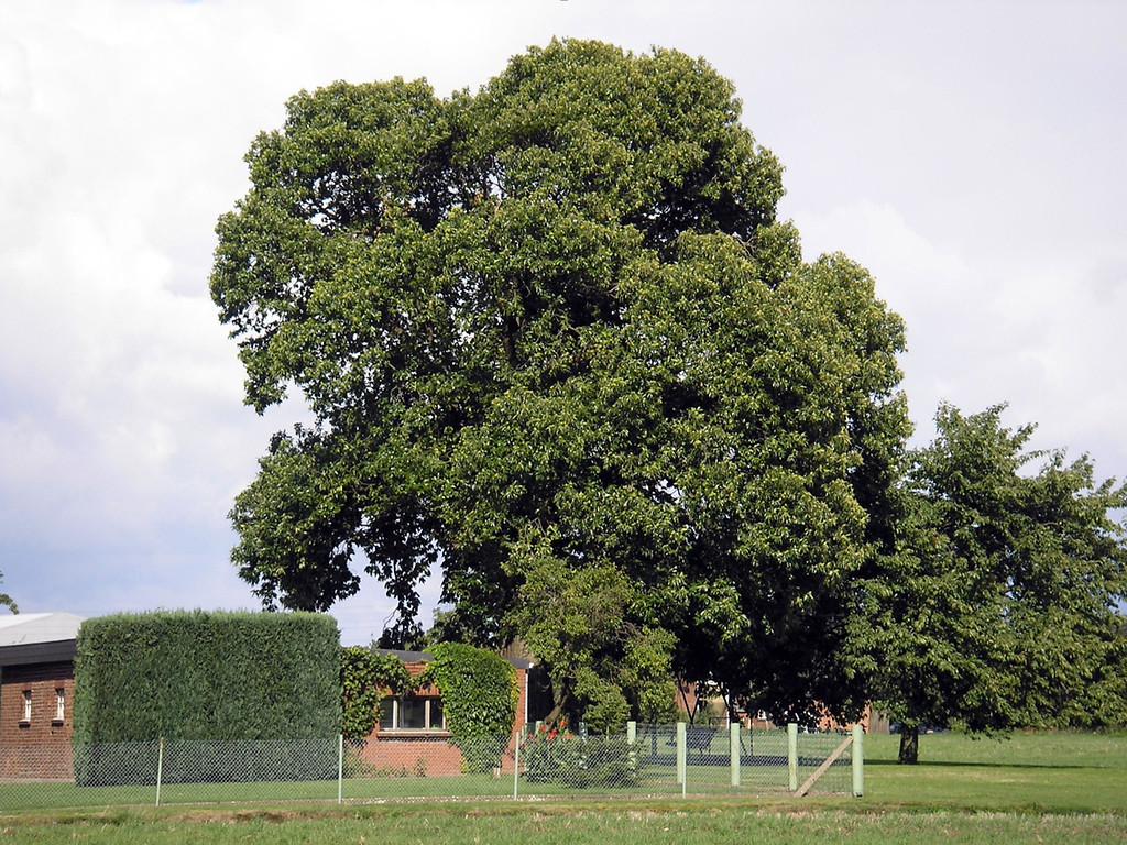 Eine mächtige Kastanie als Hausbaum in der Bönninghardt (2010).
