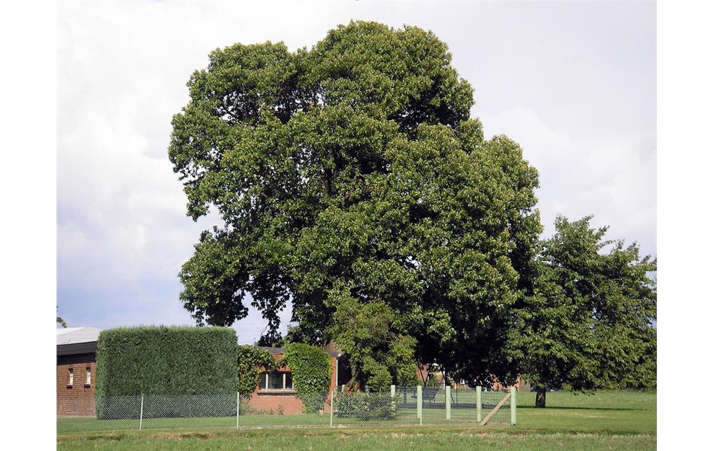 Eine mächtige Kastanie als Hausbaum in der Bönninghardt (2010).