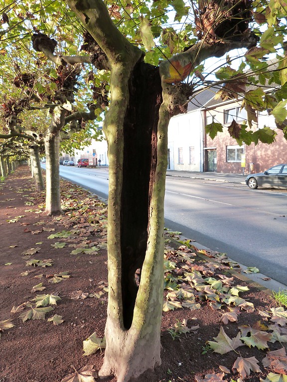 Tiefe Schürfrinne an einer Plantane in der Allee an der Weseler Straße in Büderich, Wesel (2014).