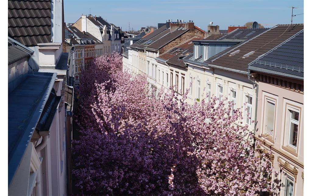 Die Breite Straße in der Bonner Nordstadt wird im Frühjahr von der Blütenpracht japanischer Zierkirschen erfüllt. Im April 2015 bilden die Blüten ein fast geschlossenes Dach über dem Straßenraum. Das Bild zeigt einen Blick in die Breite Straße von oben.