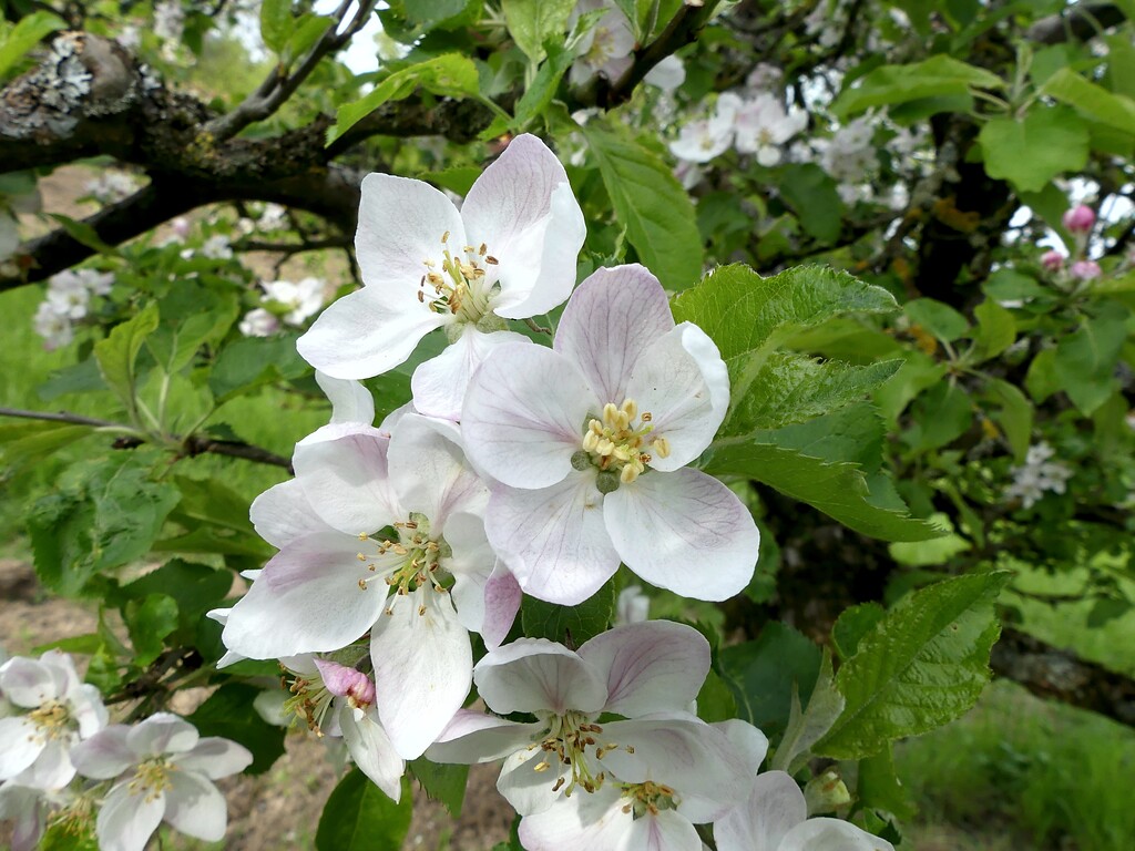 Apfelbaumblüten (2021)