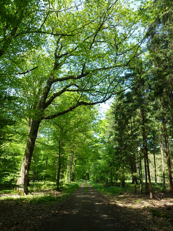 Blick in den Dämmerwald (2012). Links des Waldweges erkennt man einen älteren Laubmischbestand, rechts des Weges einzelne Fichten.