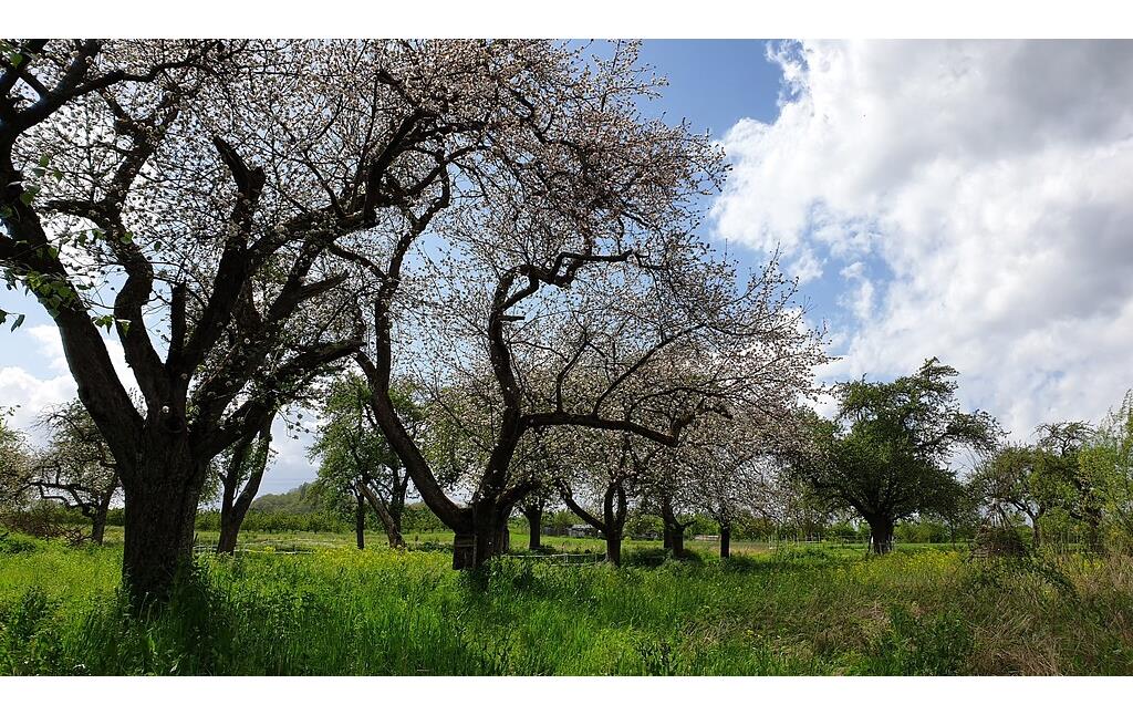 Blühende Apfelbäume auf der Streuobstwiese Arenzwies in Kettig (2020)