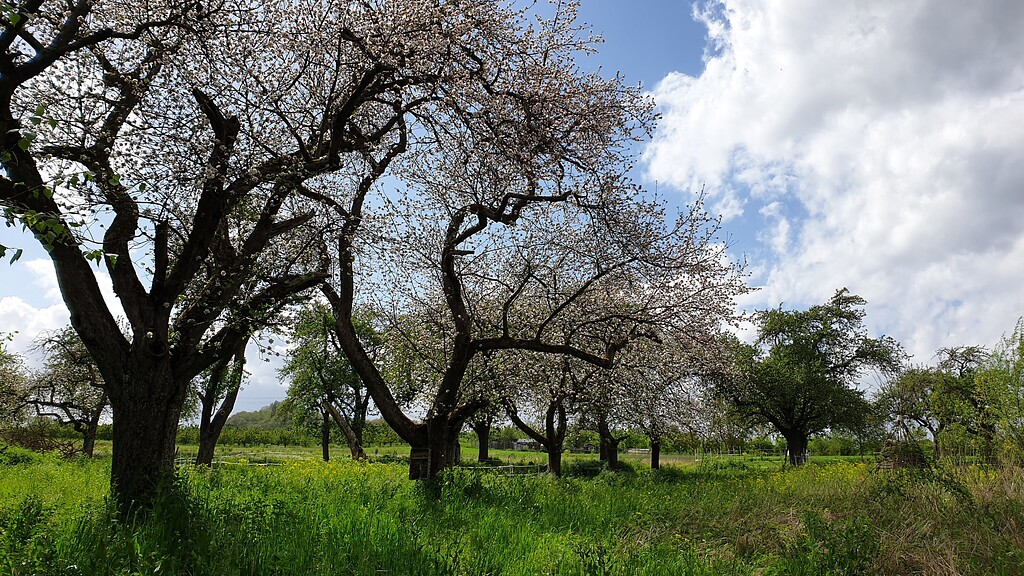 Blühende Apfelbäume auf der Streuobstwiese Arenzwies in Kettig (2020)