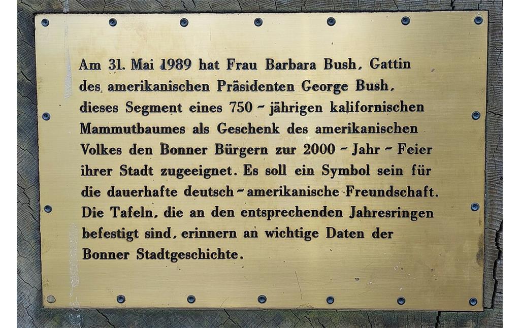 Informationstafel an der Baumscheibe eines 750 Jahre alten kalifornischen Mammutbaumes im Rheinauenpark in Bonn-Gronau (2022). Tafeln an Jahresringen des US-amerikanischen Geschenks zum 2000-jährigen Stadtjubiläum Bonns 1989 erinnern an Daten der Stadtgeschichte.