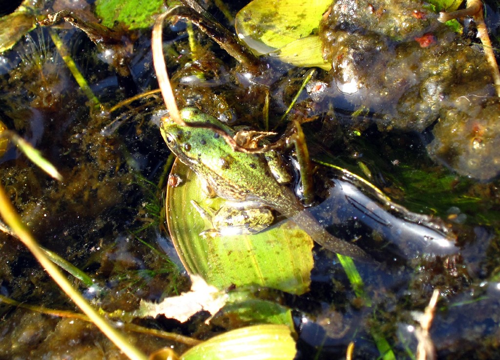 Ein junger Wasserfrosch im Becken der Panzerwaschanlage am früheren "Camp Altenrath" in der Wahner Heide bei Troisdorf (2012).