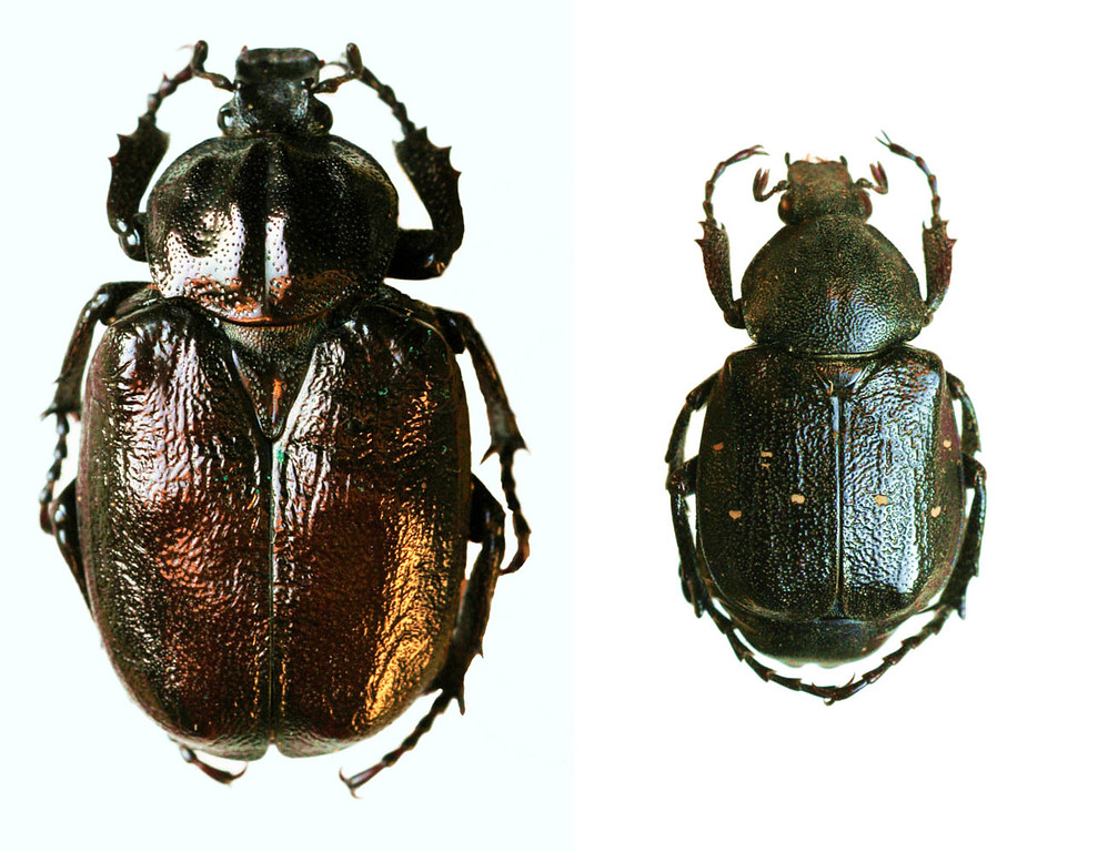 Zwei der am Standort Leucht bei Issum in den Kopfeichen lebenden Käfer-Arten, links der Eremit (Osmoderma eremita), rechts der Edelscharrkäfer (Gnorimus variabilis) (2012)