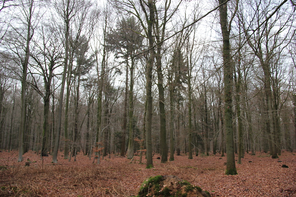 Vereinzelte Fichten im Tannenbusch ("Dennen Busch") bei Goch (2013).