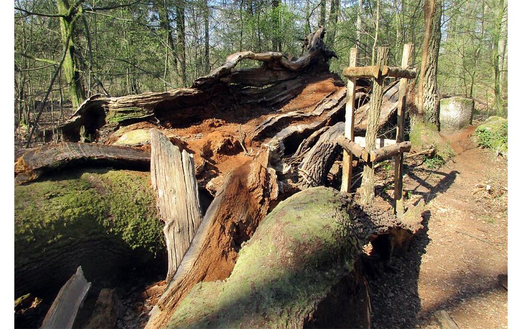 Die Überreste der Anfang 2019 zusammengebrochenen und angeblich "tausendjährigen" Boxhohn-Eiche in der Wahner Heide bei Troisdorf-Altenrath (2020).
