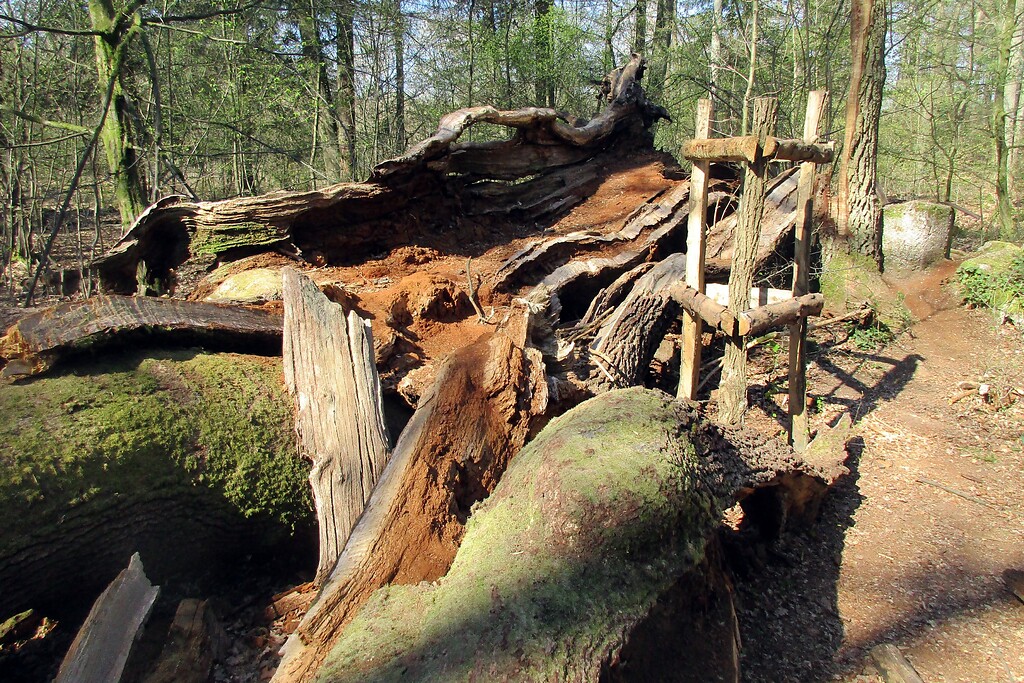 Die Überreste der Anfang 2019 zusammengebrochenen und angeblich "tausendjährigen" Boxhohn-Eiche in der Wahner Heide bei Troisdorf-Altenrath (2020).