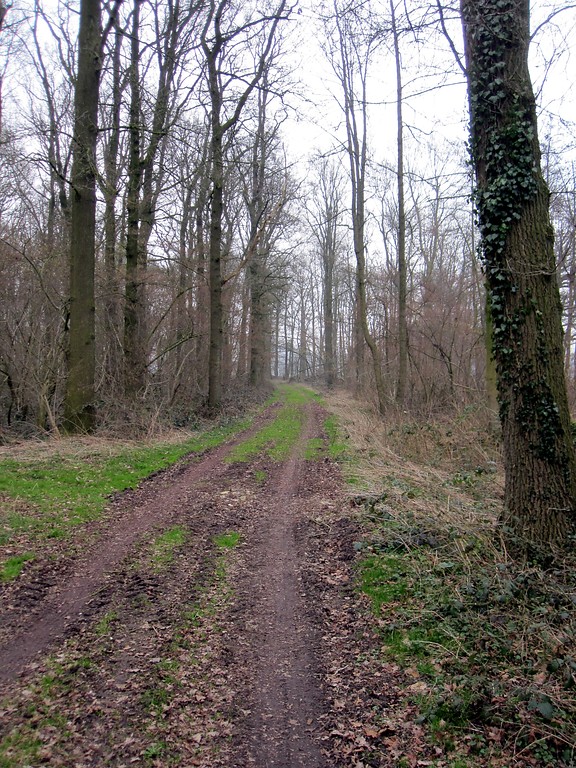 Waldweg im westlichen Teil des Uedemerbruchs (2011)