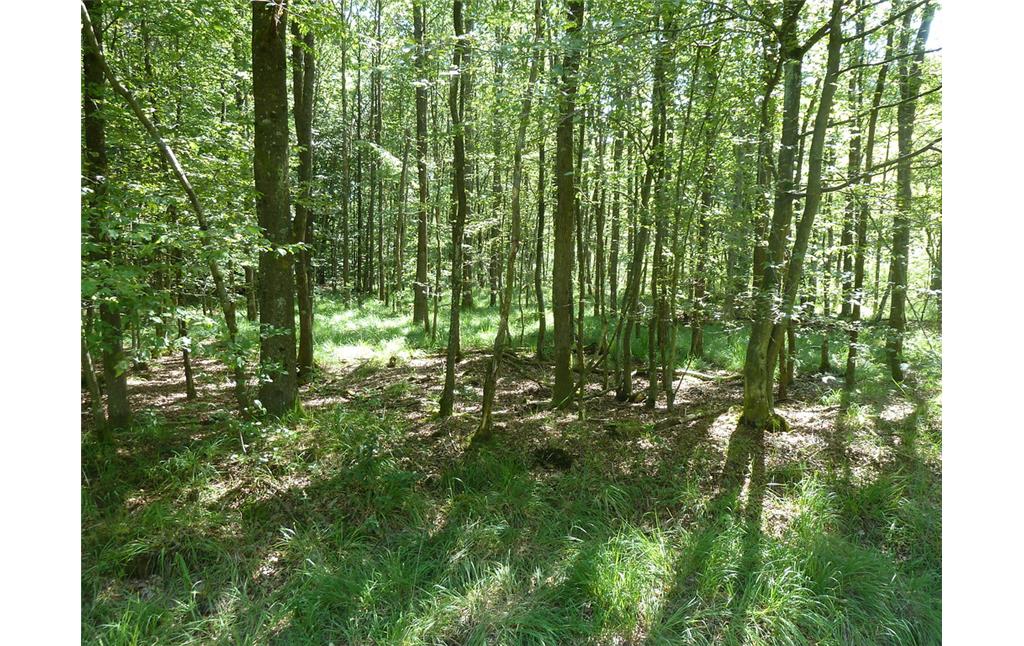 Feuchtwaldgebiet im Bienwald bei Freckenfeld (2017).