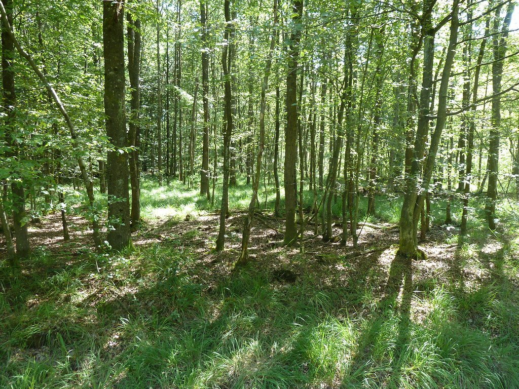 Feuchtwaldgebiet im Bienwald bei Freckenfeld (2017).