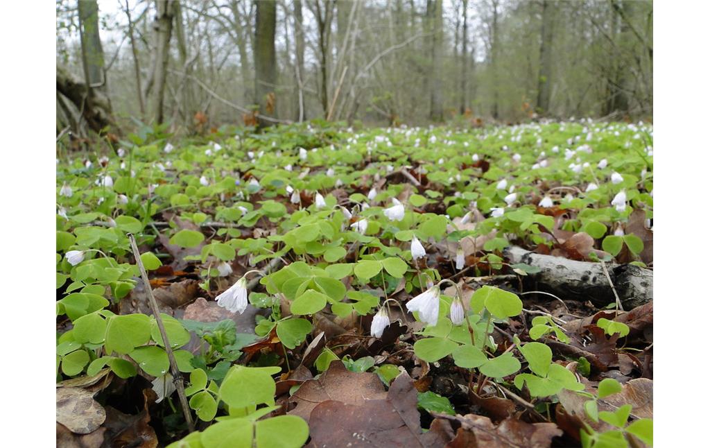 Wald-Sauerklee (Oxalis acetosella) bildet im Frühjahr eine dichte Krautschicht in einem Laubwald (2012)