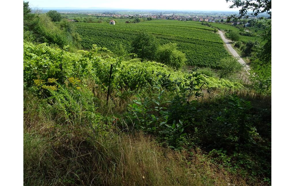Steillagenweinbau am Kiefern-Berg bei Edenkoben (2020)