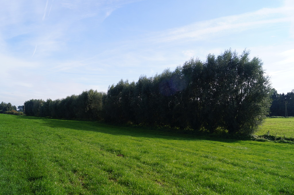 Inmitten von grünen Wiesenflächen steht eine imposante Kopfweidenreihe entlang des Grabens "Emmericher Eyland" bei Kalkar (2015).