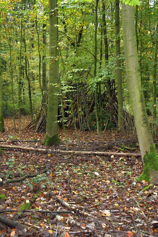 Der Wohnungwald in Voerde (2014). Hier scheinen Kinder einen Unterschlupf aus langen Ästen gebaut zu haben.