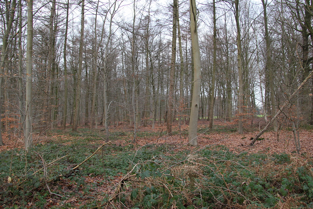 Waldfläche in Nierswalde (2013)
