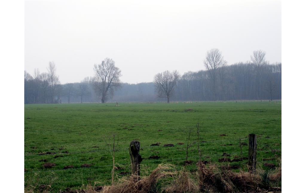 Grünland im zentralen Bereich des Uedemerbruchs (2011)