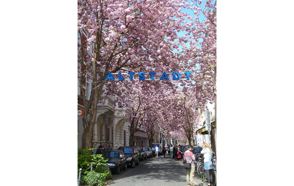 Kirschblüte in der Bonner Altstadt (2016)