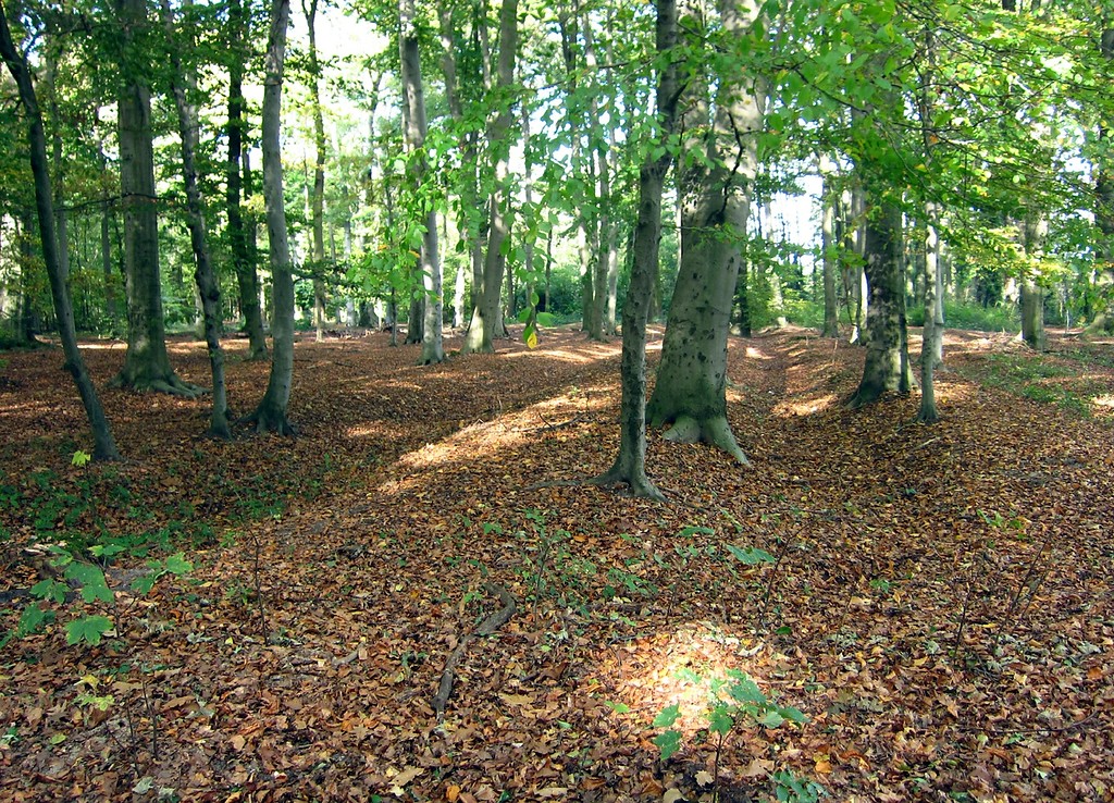 An der Bodenoberfläche des Waldes sichtbare Wölbacker-Spuren zur früheren Bodennutzung im Krefeld Forstwald (2013).