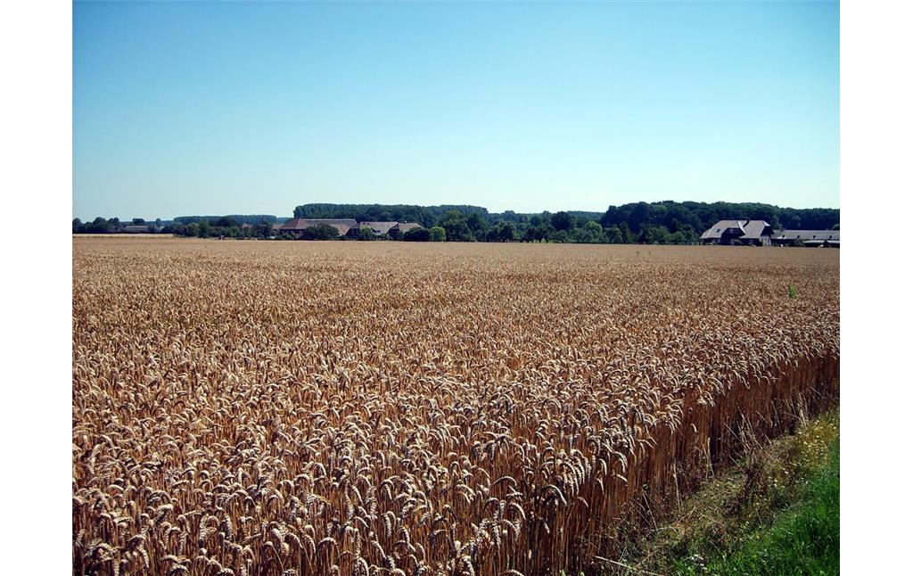 Ackerfläche in Uedem-Uedemerfeld (2011). Im Hintergrund erkennt man drei nebeneinander liegende Hofstellen.