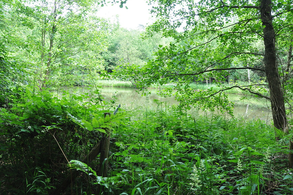 Waldgebiet Bürgerbusch (2015)