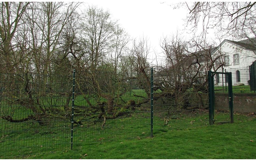 Der im April noch unbelaubte "tausendjährige Maulbeerbaum" im Abteipark Brauweiler (2016).