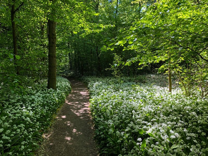 Bärlauchblüte im Vilbeler Stadtwald (2020)