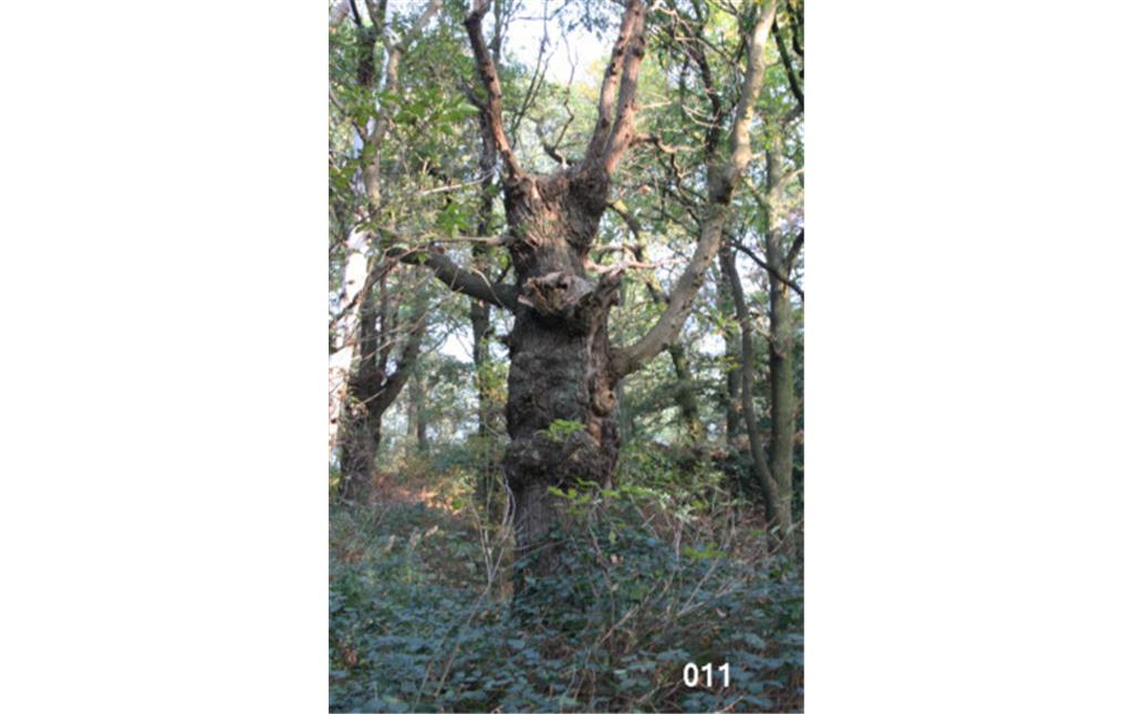Beispiel der Wuchsformen von Kopfeichen am südlichen Rand des Waldgebietes der Leucht bei Issum (2006)