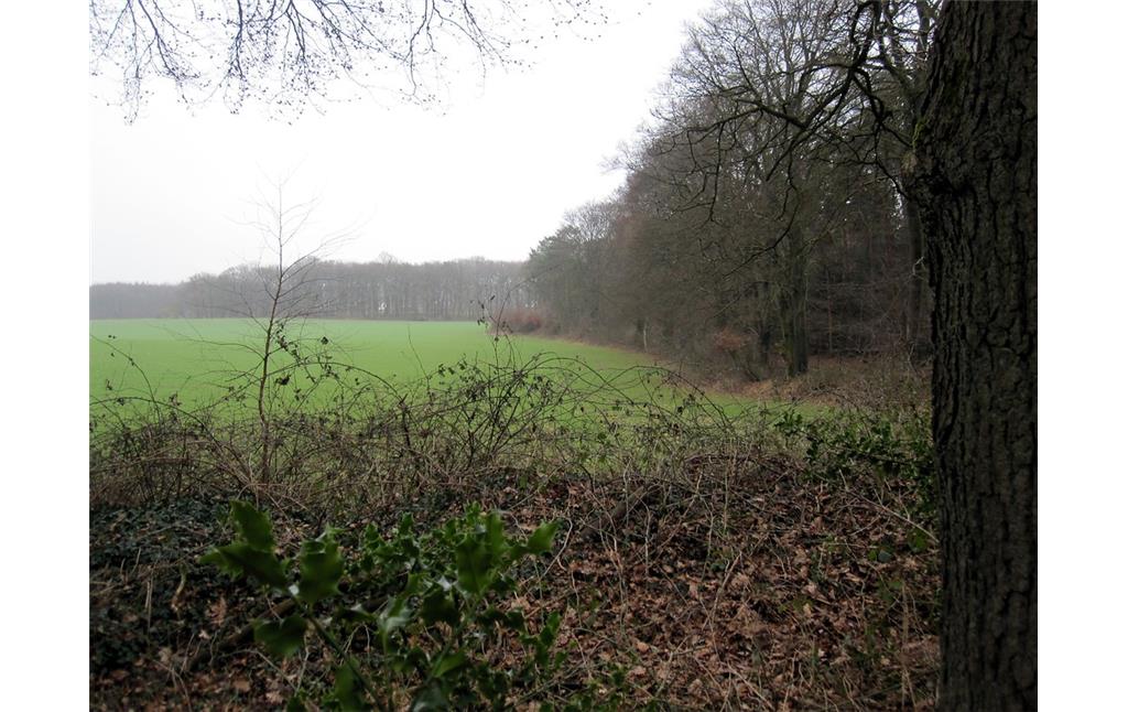 Rand des Reichswaldes bei Materborn in Kleve (2012)