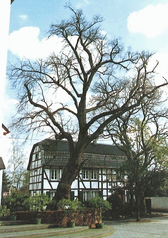 Winterlinde an der Kirche St. Ägidius (Naturdenkmal) in der  Oberdreeser Straße in Rheinbach-Oberdrees (Aufnahme vor 1991)