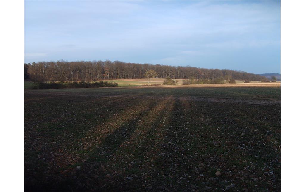 Ackerflächen in der Klosterlandschaft Maulbronn (2012)