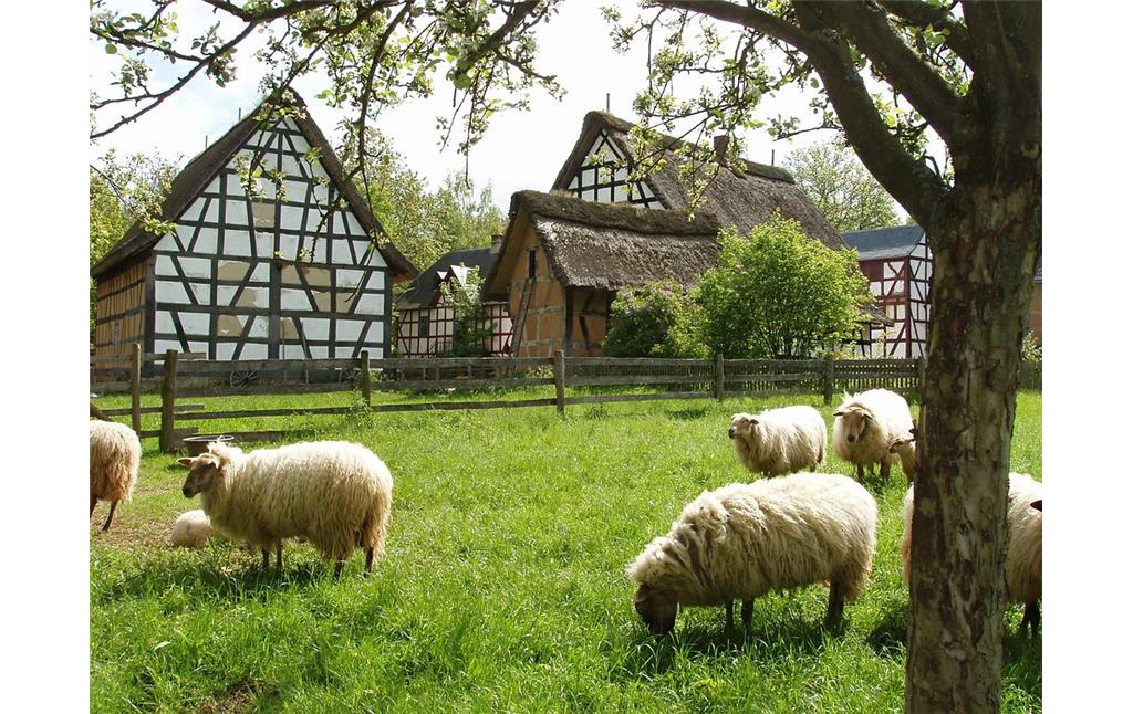 LVR-Freilichtmuseum Kommern: Blick auf Gebäude der Baugruppe Westerwald mit davor weidenden Schafen (2022).