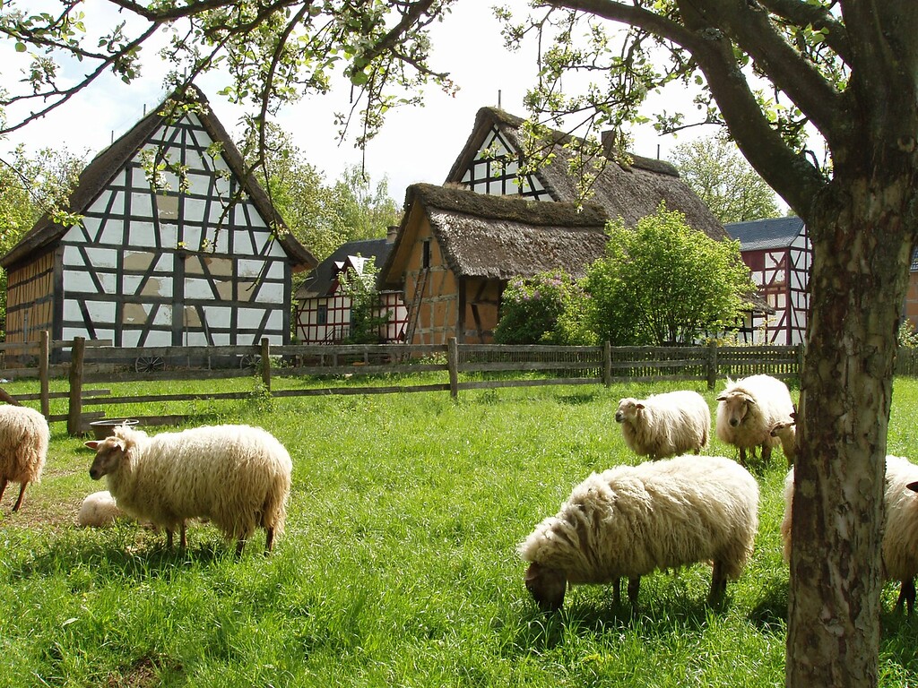 LVR-Freilichtmuseum Kommern: Blick auf Gebäude der Baugruppe Westerwald mit davor weidenden Schafen (2022).