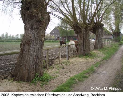 Kopfweidenreihe entlang eines Feldweges in der Bauernschaft Becklem in Castrop-Rauxel (2008)