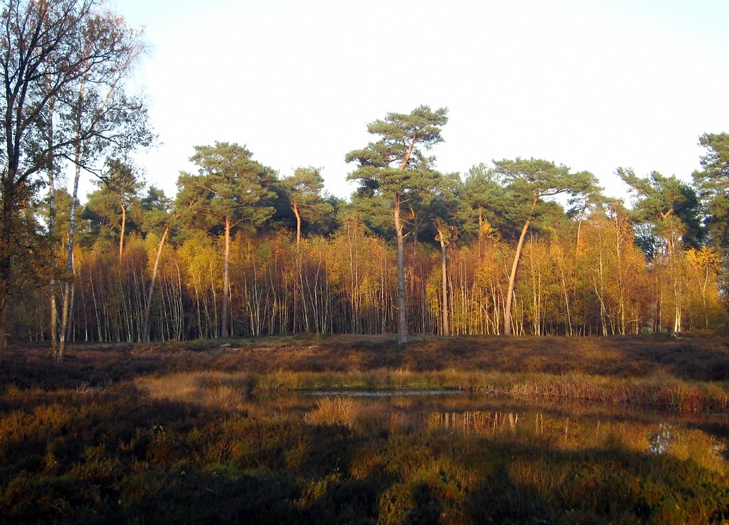 Heidelandschaft und Wald in der Dingdener Heide (2011).