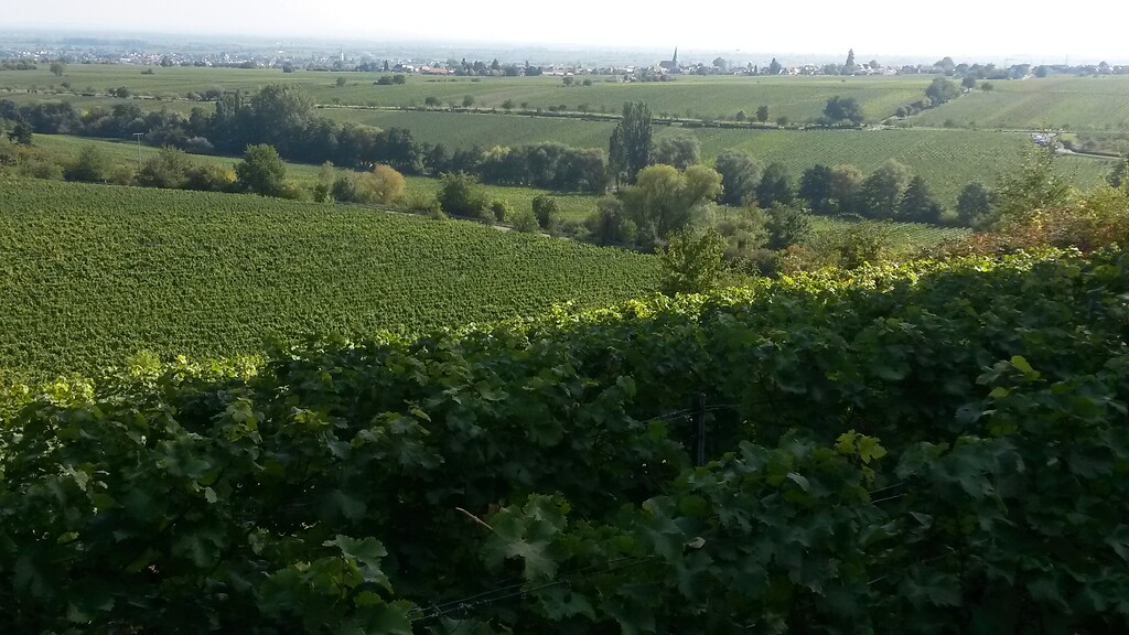 Weinlandschaft Pfalz (2020)