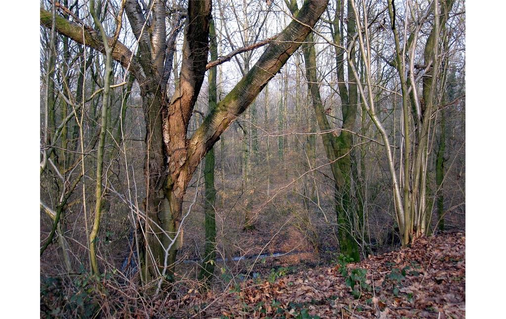 Wald auf der Nordseite des Bahndamms der Boxteler Bahn in Uedemerbruch (2011)