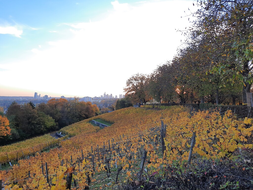 Blick über die Weinlage Lohrberger Hang in Richtung Frankfurter Innenstadt mit der Skyline (2020).