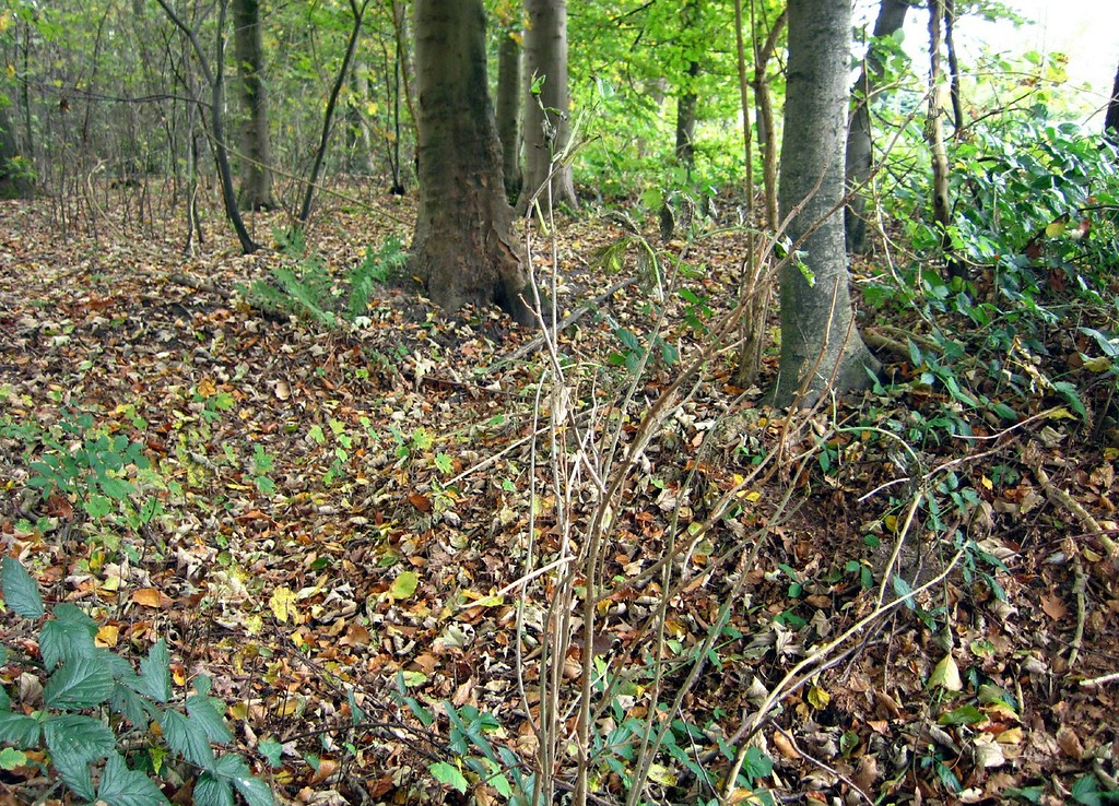 Splittergräben im Forstwald (2011)