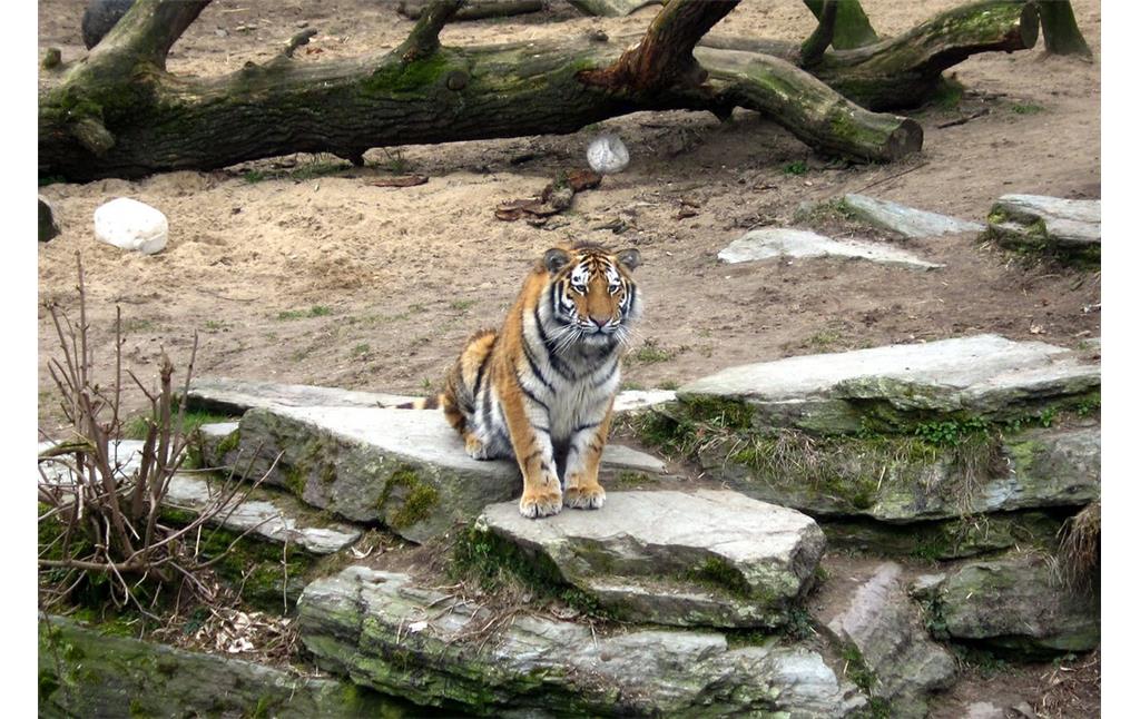 Ein Tiger (Panthera tigris) im Gehege des Kölner Zoos im Jahr 2013.