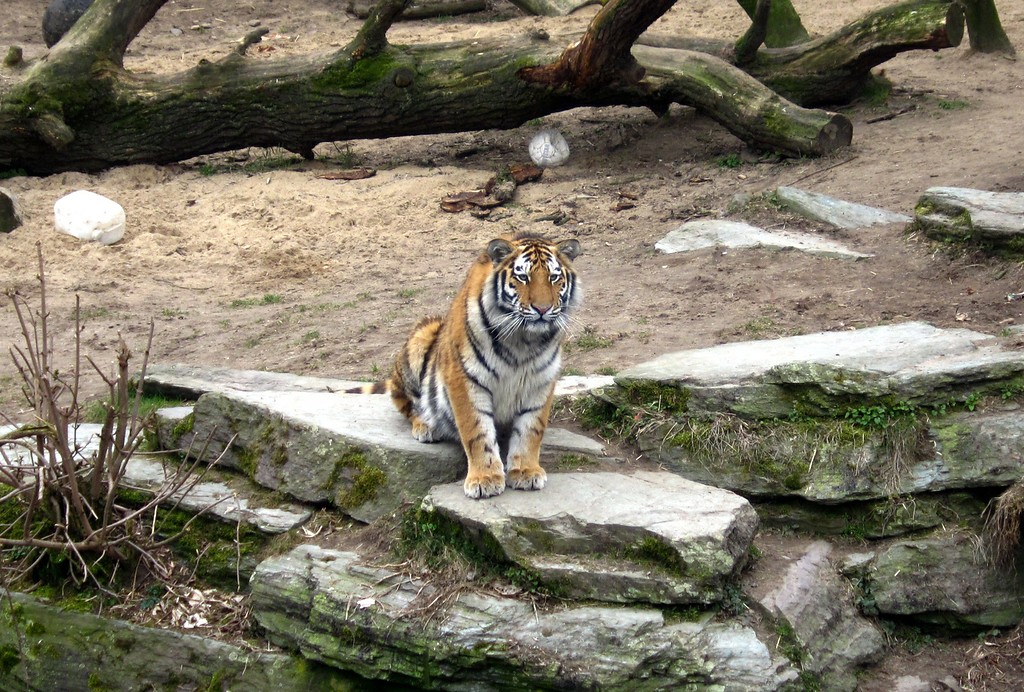 Ein Tiger (Panthera tigris) im Gehege des Kölner Zoos im Jahr 2013.