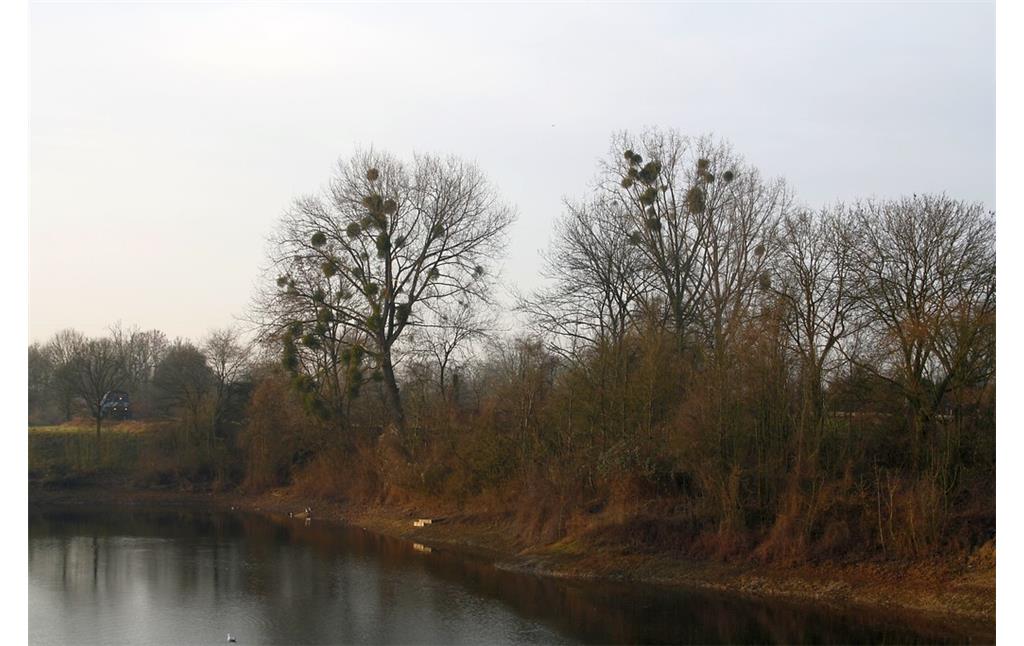 Am Kuhteich in Rheinberg-Orsoy sind viele der am Ufer stehenden Laubbäume voller Misteln, im Winter zu erkennen an den runden, grünen Pflanzenbüschen in den Ästen (2017).